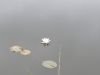 The first Water Lily flower looks a bit lonely.